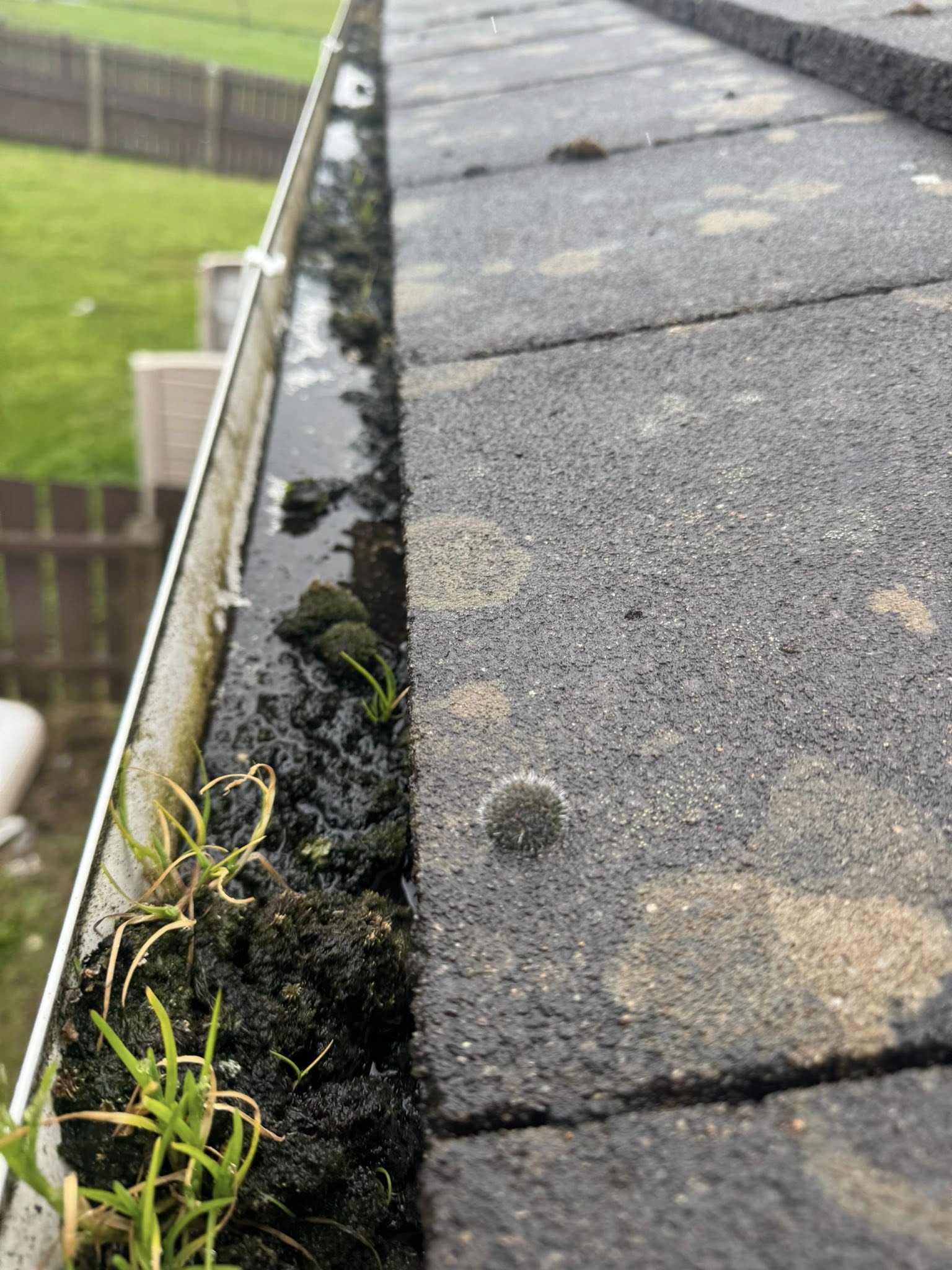 gutters filled with leaves and damp beside christmas lights ninja cleaning services ni